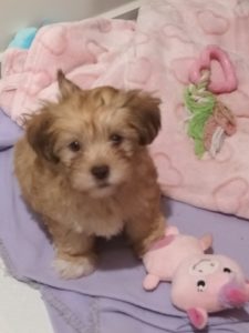 Lhasa Apso – Drayton