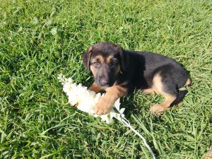 German Shepherd – Smithfield
