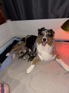 Australian Shepherd – Mackay
