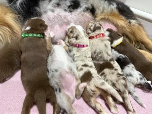 Australian Shepherd – Mackay