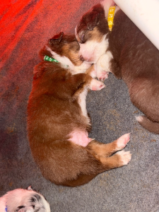 Australian Shepherd – Mackay