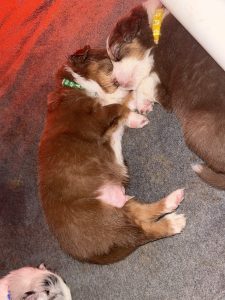 Australian Shepherd – Mackay