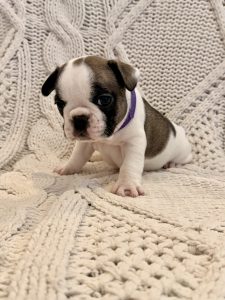 French Bulldog – Minchinbury
