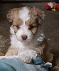 Dogs – Branxholm