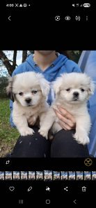 Tibetan Spaniel – Casino