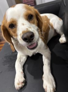 Beaglier – Townsville City