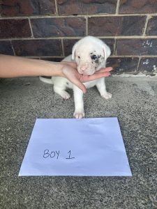 American Bulldog – Crestmead