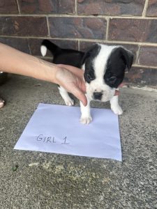 French Bulldog – Crestmead