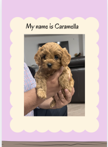 Cavoodle – Medowie