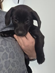 Fox Terrier – Morayfield