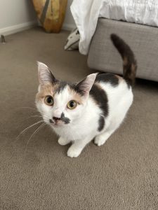 Domestic Short Hair (DSH) – Port Macquarie