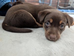 Australian Kelpie – Mansfield