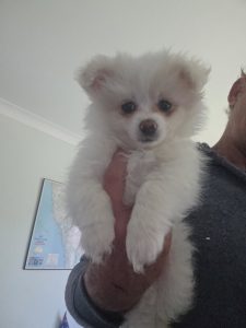 Pomeranian – Karuah