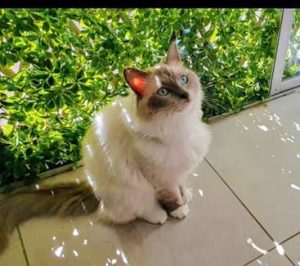 Ragdoll – Hillsdale