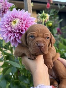 Hungarian Vizsla – Cooran