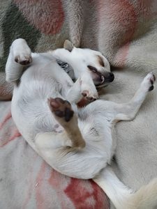 Jack Russell – Primrose Sands