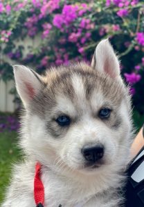 Husky – Arundel