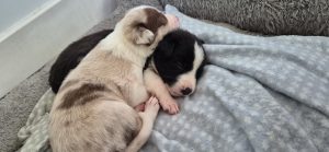 Border Collie – Townsville City