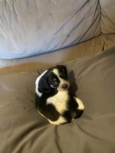 Cavalier King Charles Spaniel – Underwood