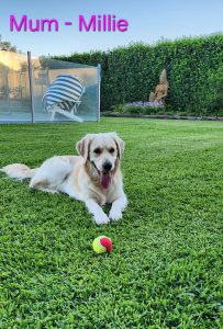 Dogs – Chinchilla
