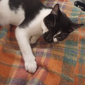 Domestic Short Hair (DSH) – Bondi