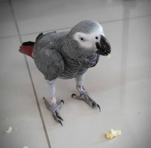 Birds – fabiola