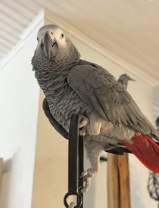 Parrots – fabiola