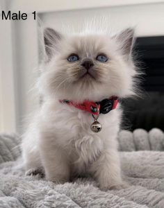 Ragdoll – Officer