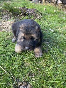 German Shepherd – Henrietta