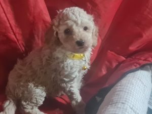 Poodle Mini – Deniliquin