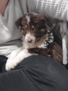 Border Collie – Mickleham