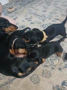 Miniature Dachshund – Maroubra