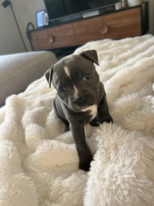 English Bull Terrier – Greenvale