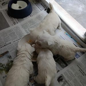 West Highland Terrier – Mawson Lakes