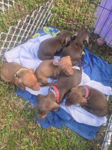 Dachshund – Gladstone Central