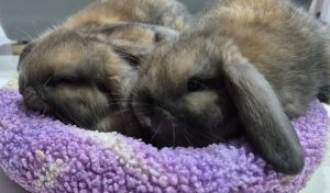 Rabbit – Leppington