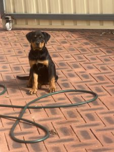 Rottweiler – Mandurah