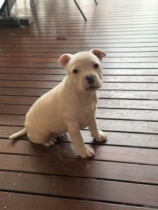 Staffordshire Bull Terrier – Harkaway