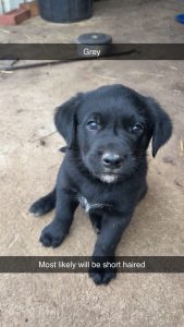 Australian Kelpie – Heytesbury Lower