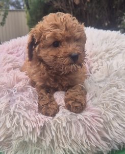 Cavoodle – Irymple