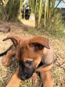Belgian Malinois – Lalor Park