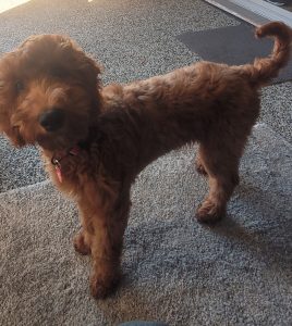 Cavoodle – Roseworthy