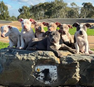 American Bulldog – Melbourne