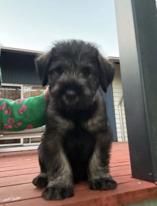 Other Dogs – Moggill