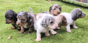 Miniature Dachshund – Wooroloo