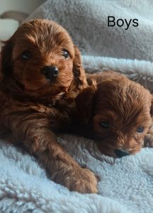 Cavoodle – Ballajura