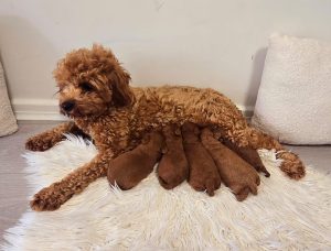 Cavoodle – Ballajura
