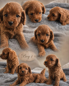 Dogs – Ballajura
