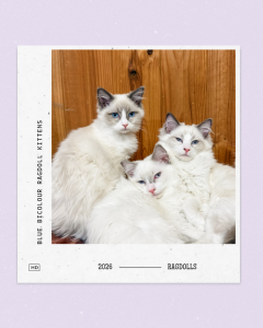Ragdoll – Heathcote Junction