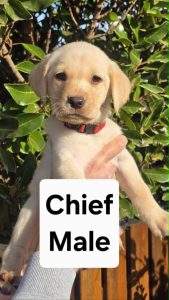 Labrador Retriever – Aintree